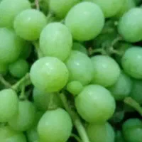 غوره اب دار