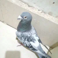 کبوتر سینه سرخ وپلاکی نر