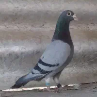 کبوتر پلاکی اصلی نرو ماده