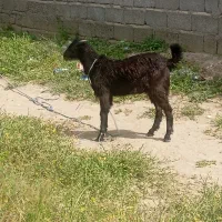 کره نر|حیوانات مزرعه|میناب, |دیوار