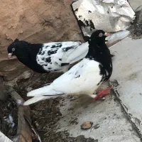 کله سیاه