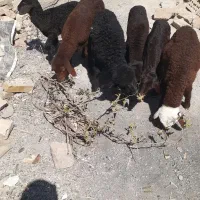 افشاراصل‌اصل‌‌‌‌۳عددنر۳عددماده‌۳تاخوراک‌‌خور۳تاشیر