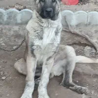 سگ سرابی ۶ ماهه اصیل