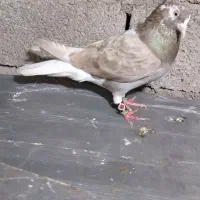 چندعروسک کبوتر ماده دم سفید
