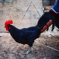 مرغ و خروس زنده