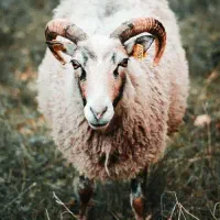 گوسفند نر جوان