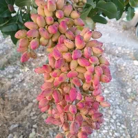 نهال گلابی|خدمات باغبانی و درختکاری|اسلامشهر, شهرک مفیدی|دیوار