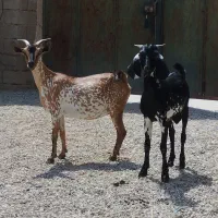 بز سلاله کهردار