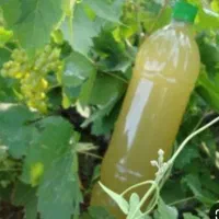 آبغوره خانگی
