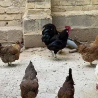 مرغ تخمگذار