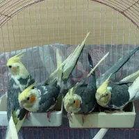 فروش۴عدد عروس هلندی