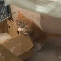 واگذاری گربه دی اس اچ نارنجی
