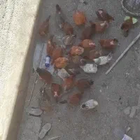 فروشی