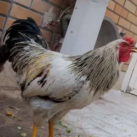خروس رسمی