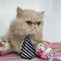 گربه نر پرشین