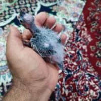 عروس هلندی