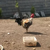 خروس گردن گلابی بزرگ ۱۵۰۰
