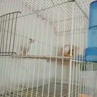 فنج|پرنده|آبادان, |دیوار