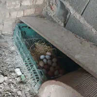 تخم مرغ نطفه دار گلین و آمروک