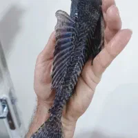 ماهی کت فیش لجنخوار