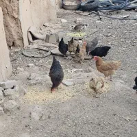 مرغ خانگی