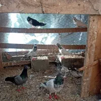 کبوتر|پرنده|گمیشان, |دیوار