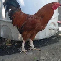 مرغ وخروس محلی جوان وسالم