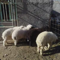 6عددبره نر بزرگ و چاق جفتی 370،000،000