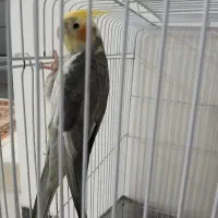 عروس هلندی جفت