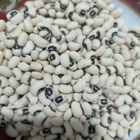لوبیا چشم بلبلی