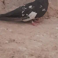 کبوتر|پرنده|صابری, |دیوار