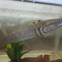 ماهی چانا Bulu Pulchra
