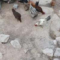 مرغ خروس فروش یک جا