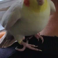 عروس هلندی گمشده کوی وحدت