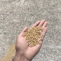 گندم