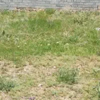 فروش زمین شبکه بهداشت چگنی