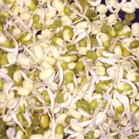 جوانه سنتی ایلیا