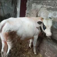 گاو نر|حیوانات مزرعه|نمین, |دیوار