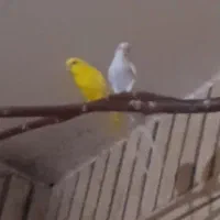 مرغ عشق هلندی چشم قرمز نروماده جفت کشیده بلند