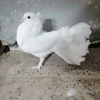 کفتر دم چتری