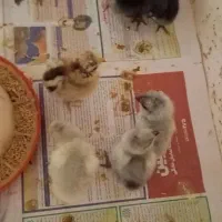 جوجه مرغ بومی