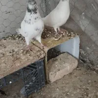 کبوتر جفت و با یک عدد از جوجه هاش قیمت خوب