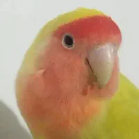 خرید و فروش طوطی برزیلی