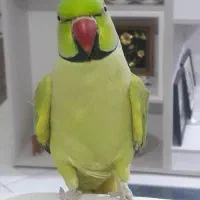 طوطی ملنگوحرفه ای سخنگو