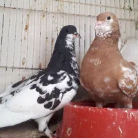 معاوضه با رنگی
