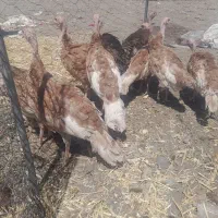 جوجه بوقلمون