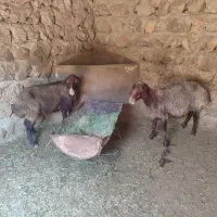 دو راس میش مهربانی چاق چاق حراجی