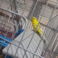 یک جفت مرغ عشق