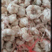سیر درشت سفید برداشت امسال