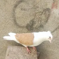 شوزرد